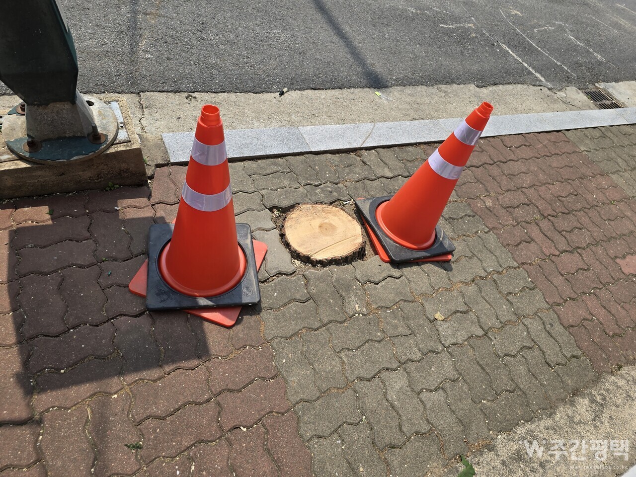 나무는 말이 없고, 행정은 귀가 없다” < 사회 < 뉴스 < 기사본문 - 주간평택